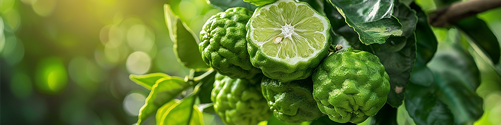 Bergamot (Citrus bergamia) Essential Oil