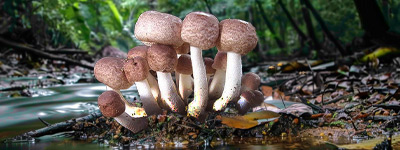 Agaricus Blazei mushroom extract