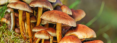 Agaricus Blazei mushroom extract