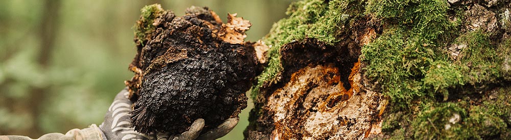 Chaga mushrooms help maintain a balanced immune response