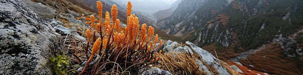 Cordyceps Mushroom