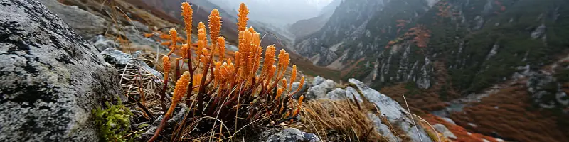 Cordyceps militaris mushroom extract