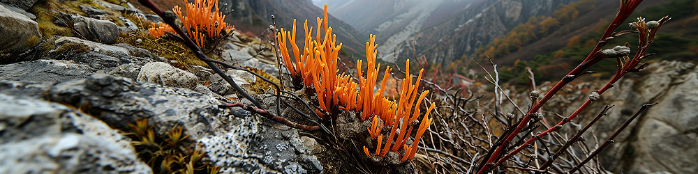 Cordyceps Mushroom