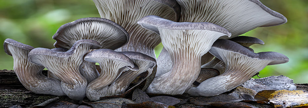 Premium Oyster Mushroom Extract