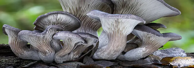 Oyster mushroom extract
