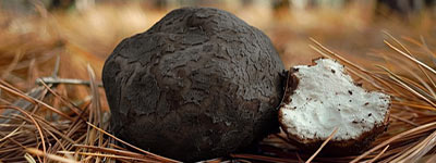 Poria Cocos mushroom extract