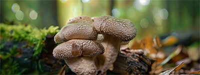 Shiitake mushroom extract