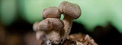 Shiitake mushroom extract Shiitake mushroom extract
