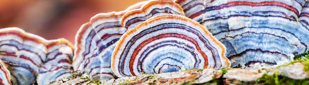 Turkey Tail mushroom extract is a beneficial supplement