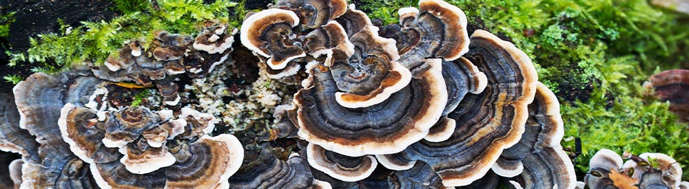 Turkey Tail Extract is made from the organically grown fruiting bodies of Turkey Tail