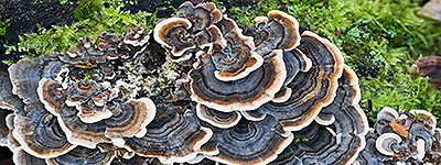 Turkey Tail mushroom extract