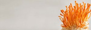 Cordyceps Mushroom (Cordyceps militaris): Cordycepin, Energy and Endurance