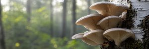 Oyster Mushroom (Pleurotus ostreatus): Beta-Glucans, Ergothioneine and Everyday Wellness
