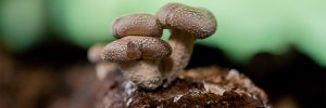 UNLOCKING SHIITAKE MUSHROOM BENEFITS