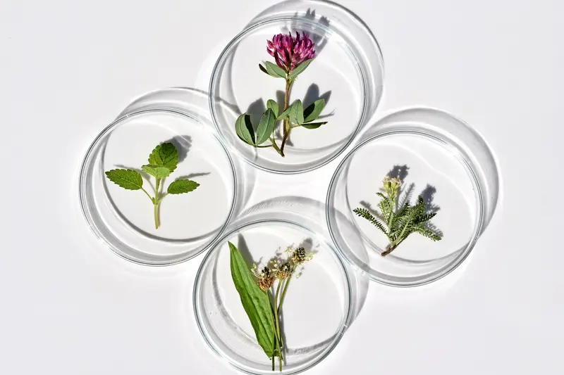 Medicinal plant specimens in separate petri dishes for laboratory identification