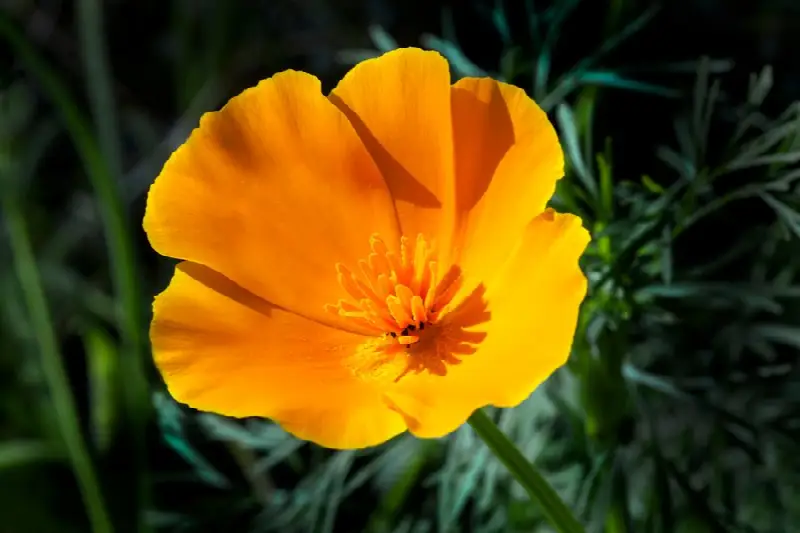 California poppy (Eschscholzia californica) in bloom