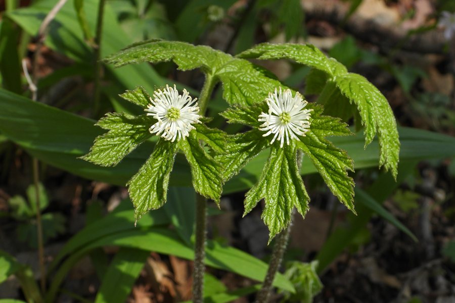 Goldenseal (Hydrastis canadensis) in woodland