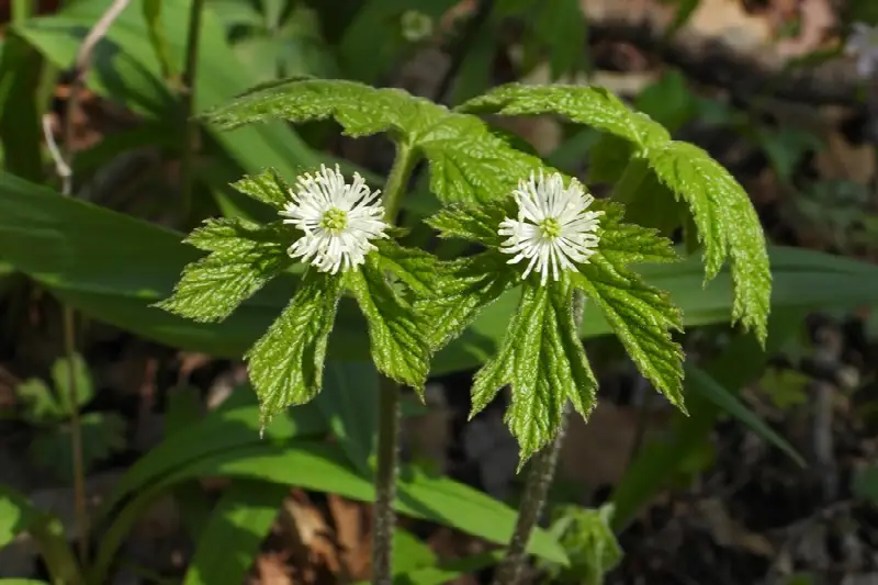 Goldenseal (Hydrastis canadensis) in woodland
