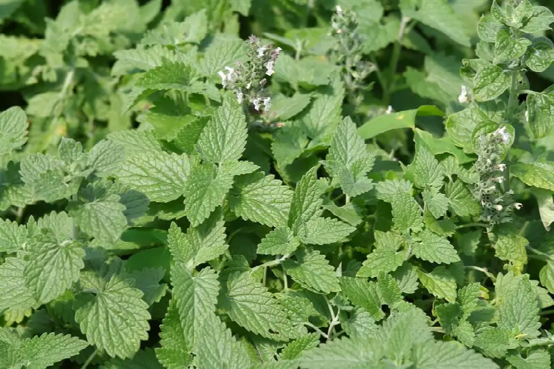 Lemon Balm (Melissa officinalis) leaves