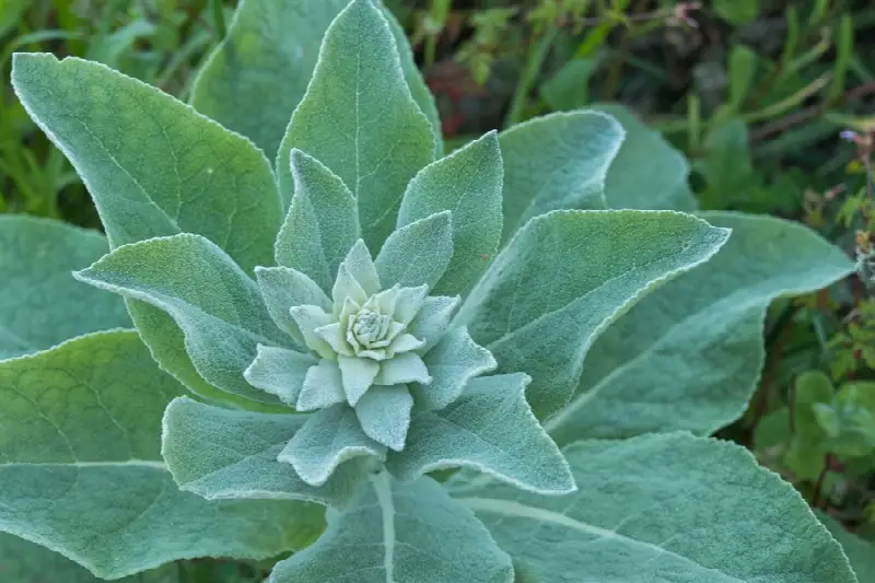 Mullein (Verbascum thapsus) leaf rosette