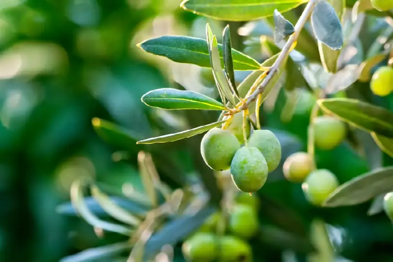 Olive leaf (Olea europaea) branch