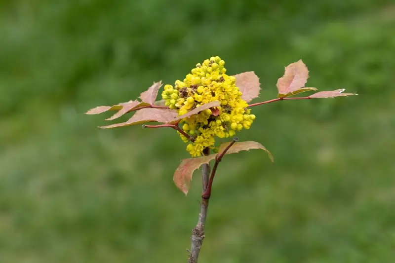 Oregon grape (Mahonia aquifolium) in flower