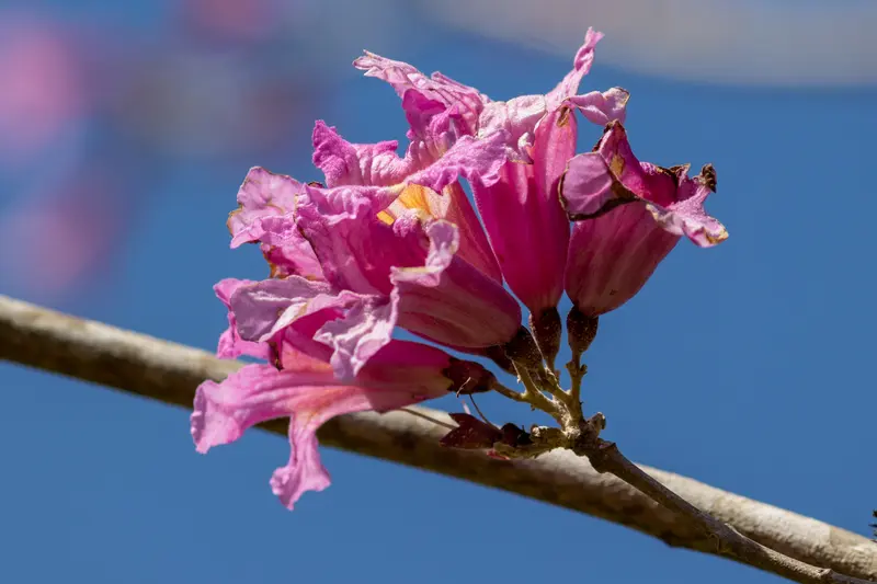Pink trumpet tree (Tabebuia impetiginosa) in flower