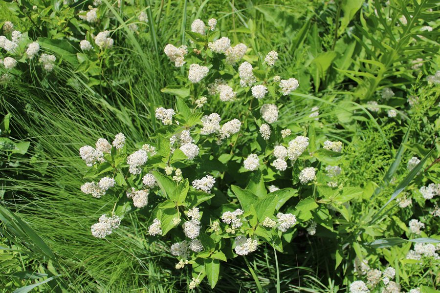 Red root / New Jersey tea (Ceanothus americanus) blossoms