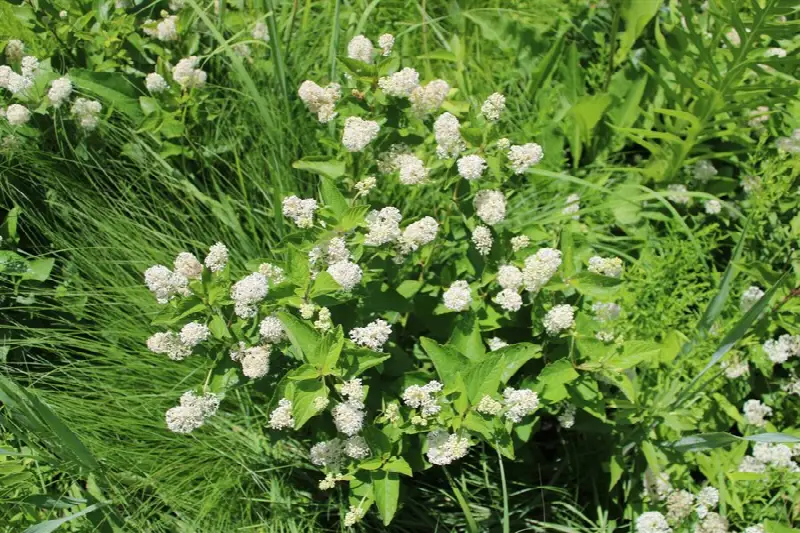 Red root / New Jersey tea (Ceanothus americanus) blossoms