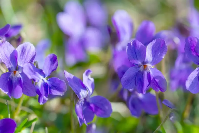 Sweet violet (Viola odorata) in flower