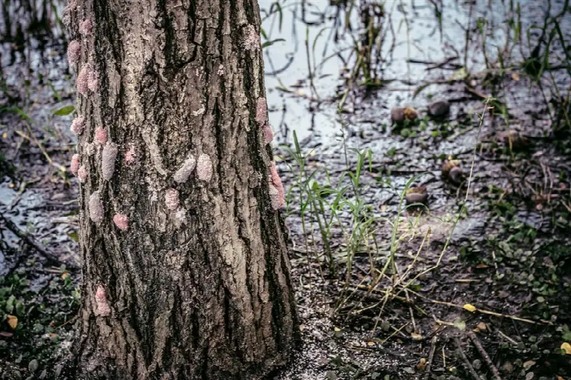 Black cherry (Prunus serotina) bark